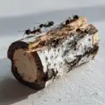 ants on a log